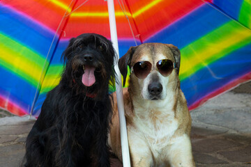 Big yellow dog and small black dog with sunglasses under umbrella on vacation