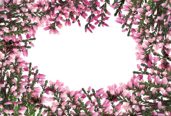 Fototapeta na wymiar Frame of heather branches with beautiful flowers on white background, top view. Space for text