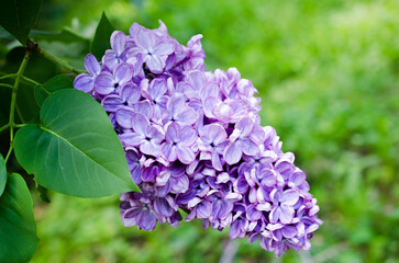 Beautiful branch of lilac closeup stock photo