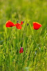 Naklejka premium Scarlet poppies in the meadow among the green grass vertical shot