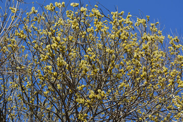 Luxuriously blooming willow bush against the backdrop of a sunny blue sky.