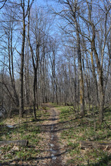 Forest path in the spring oak forest. Leafless tall trees are illuminated by the sun, green grass is breaking through the dry fallen leaves, and here and there remnants of snow are visible.