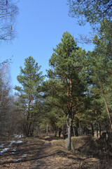 A forest path goes by pine trees in a spring forest. Remnants of snow lie on the dry grass. A beautiful sunny day.