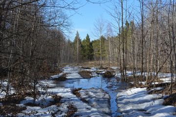 Almost all the snow has melted in the spring forest. A huge puddle is in the middle of a forest path. The blue sky is reflected in the water. It's a lovely sunny day.