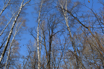 Spring in deciduous forest. Leafless trees on the background of clear blue sky.
