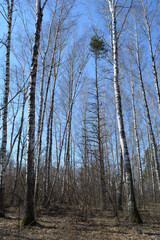 A joyful spring birch grove and a lonely pine tree in it. Leafless trees are illuminated by the generous sun. Calm and serene blue sky behind the trees.