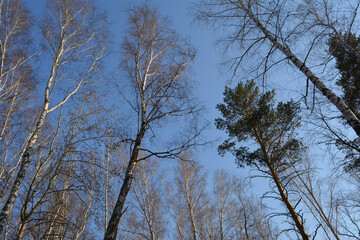 Sunlit tops of leafless birches and green pines against a sunny blue spring sky. Calm and serenity of nature.