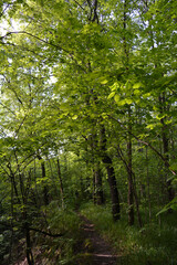 Forest path along the edge of the ravine. The comb is overgrown with bushes and trees. A beautiful photo of the beginning of summer.