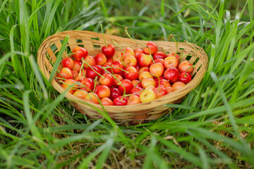 a straw basket with homemade yellow and red cherries stands in the grass