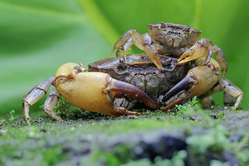 A mother field crab is holding a young to protect it from predators. This animal has the scientific name Parathelphusa convexa.