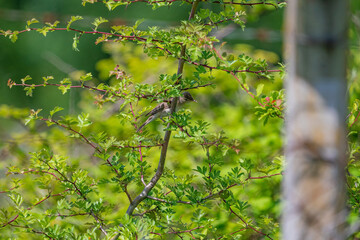 Eastern Olivaceous Warbler (Iduna pallida) in its natural habitat