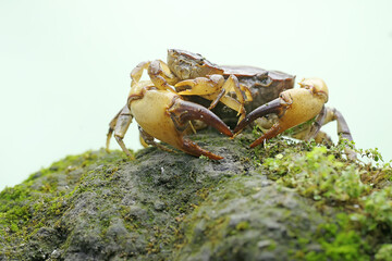 A mother field crab is holding a young to protect it from predators. This animal has the scientific name Parathelphusa convexa.