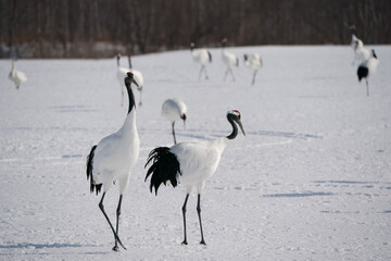 The red-crowned crane (Grus japonensis)