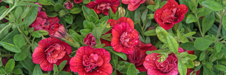 Calibrachoa.Bright summer flower to decorate a balcony or patio.