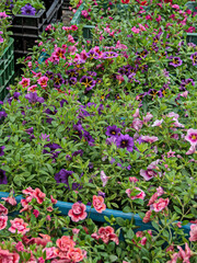 Flowers growing in plastic pots for sale in greenhouse.