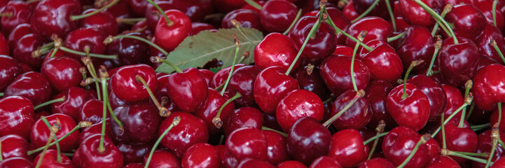 Close up of pile of ripe cherries with stalks and leaves.