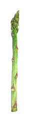 Watercolor green asparagus. Isolated illustration on white background. Hand drawn painting