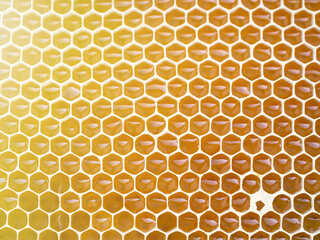 Beekeeping - close-up of cells filled with honey. Background texture and pattern of a section of wax honeycomb from a bee hive in a full frame view. Organic BIO farming, animal rights, back to nature.