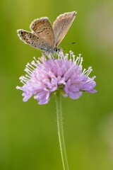 Butterfly Lepidoptera Euplagia quadripunctaria