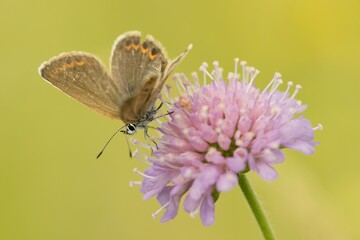 Butterfly Lepidoptera Euplagia quadripunctaria