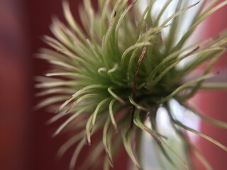 Fototapeta premium close up of a plant 