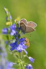 Butterfly Lepidoptera Euplagia quadripunctaria