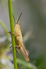 grasshopper on the grass