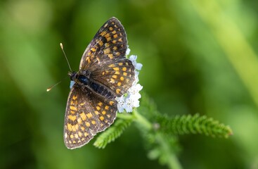Brown butterfly on a flower on a summer meadow