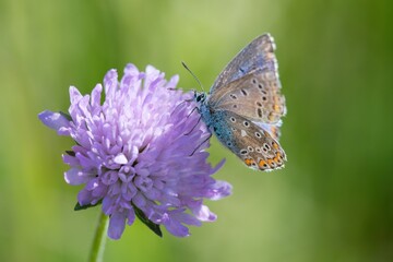 Butterfly Lepidoptera Euplagia quadripunctaria