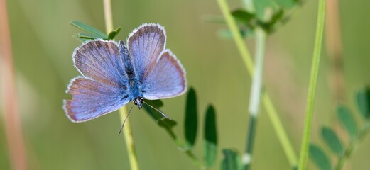 blue butterfly on a flower