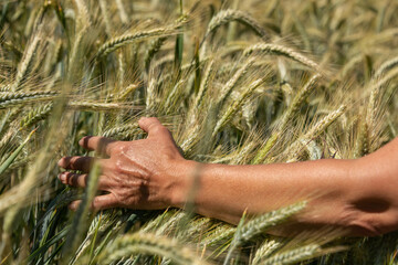 Frauenhand streicht durch Gerstenfeld und berührt sanft reifende Gerstenähren.