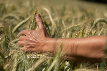 Frauenhand streicht durch Gerstenfeld und berührt sanft reifende Gerstenähren.