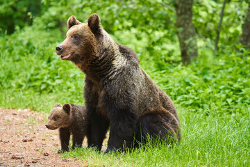 Fototapeta premium Mother bear and cub