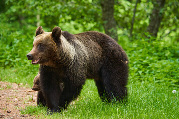 Plakat Mother bear and cub