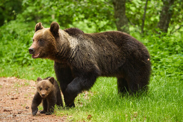 Obraz na płótnie Canvas Mother bear and cub