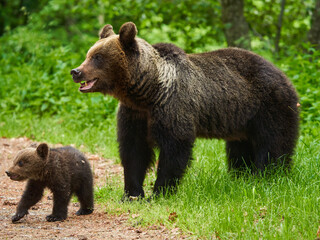 Naklejka na ściany i meble Mother bear and cub