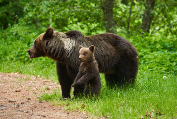 Plakat Mother bear and cub