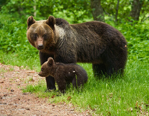 Obraz na płótnie Canvas Mother bear and cub