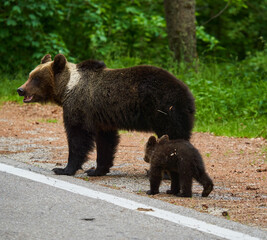 Mother bear and cub