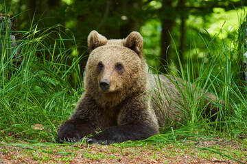 Fototapeta premium Large brown bear in the forest