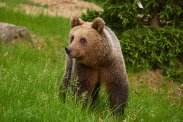 Fototapeta premium Large brown bear in the forest