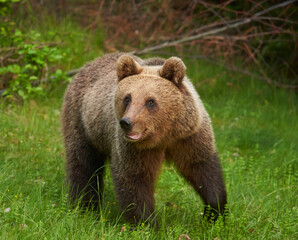 Large brown bear in the forest