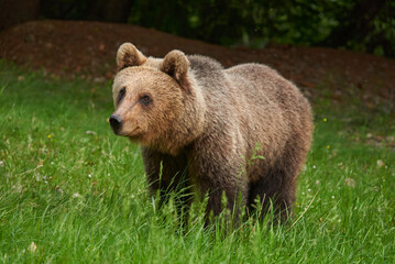 Fototapeta premium Large brown bear in the forest