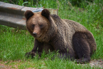 Plakat Large brown bear in the forest
