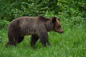 Obraz na płótnie Canvas Large brown bear in the forest