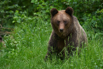 Obraz na płótnie Canvas Large brown bear in the forest