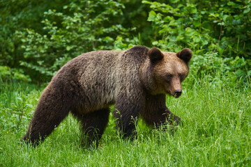 Large brown bear in the forest