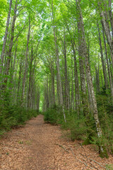 Fototapeta premium Spring road in the Belagua Valley. Navarrese Pyrenees. Vertical 