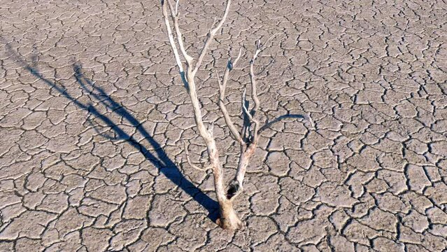 An abstract concept of a clock ticking on the current climate crisis, with the shadow of a single dead tree moving across the cracked, dry and barren landscape.