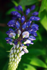 Fototapeta premium Nice Lupine Flower
